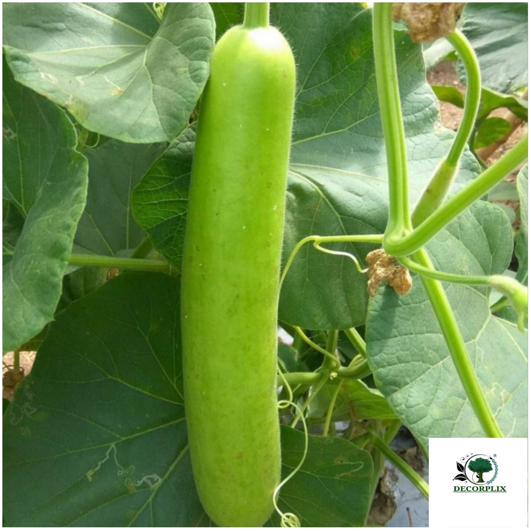 DECORPLIX Organic Bottle Gourd Vegetable ( 15 Seeds ) DECORPLIX Organic Bottle Gourd Vegetable ( 15 Seeds )
