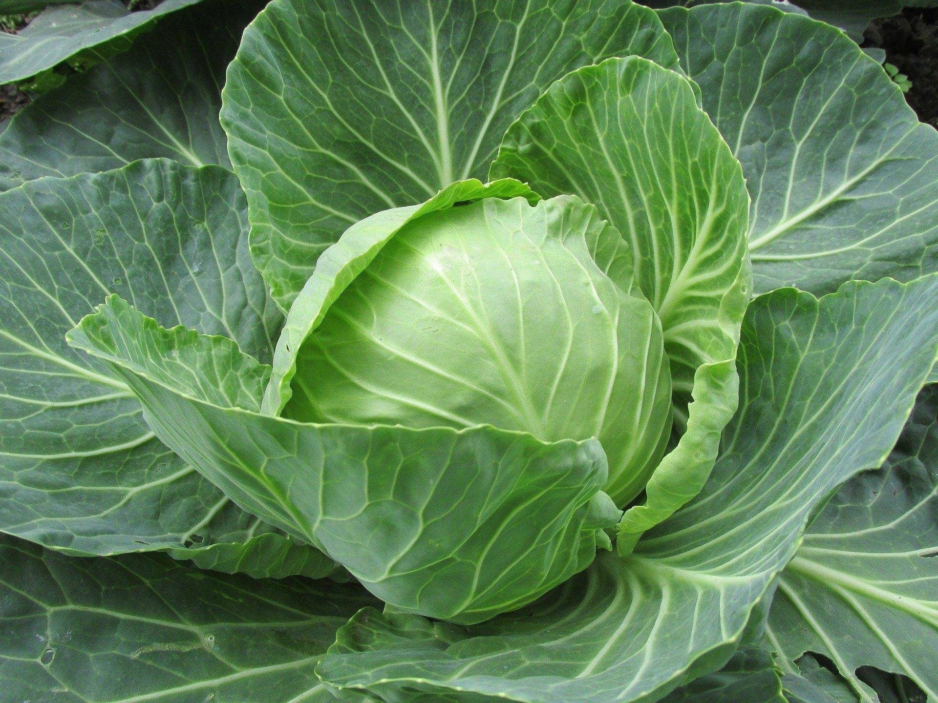 DECORPLIX Cabbage Vegetable ( 200 Seeds ) DECORPLIX Cabbage Vegetable ( 200 Seeds )