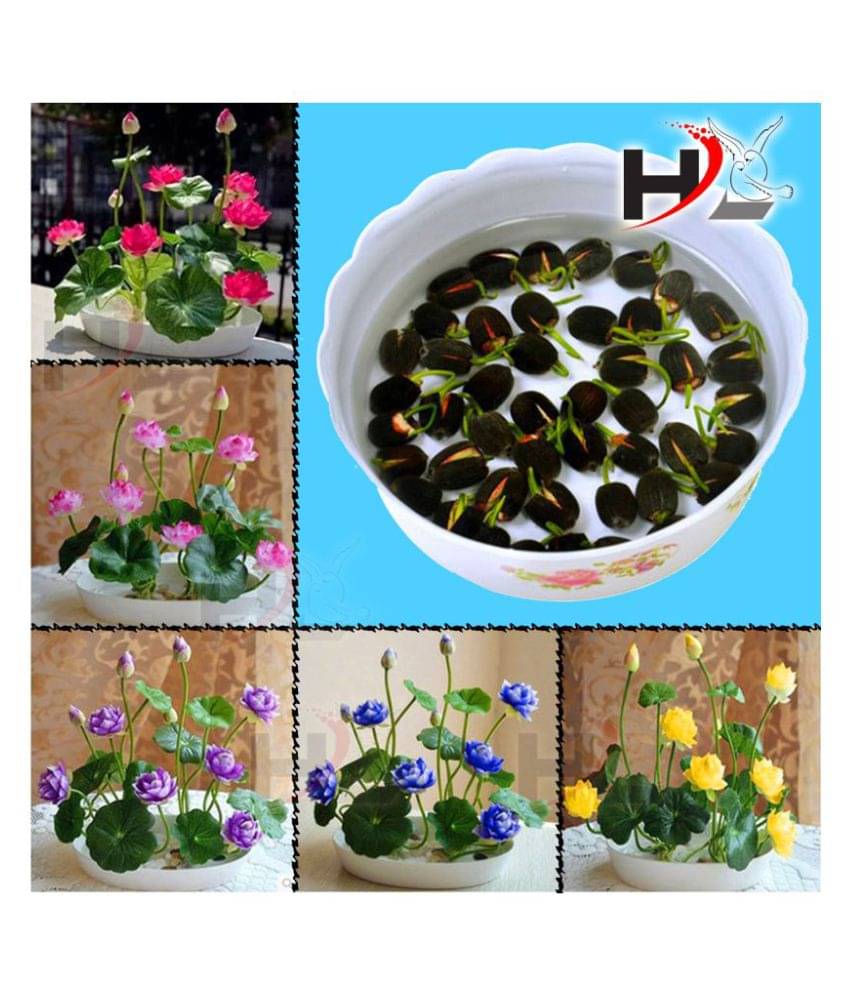     			HL-Best Quality Lotus Flower Seeds Mix Colors Seeds / Kamal Gatta Seed - Kamal Gata Seed For Home Garden Free Supporting & Instruction Manual