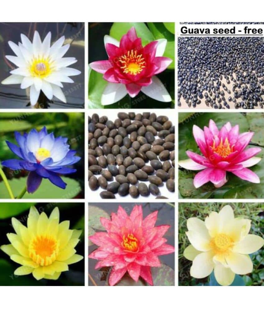 homeagro - Lotus Flower ( 20 Seeds )