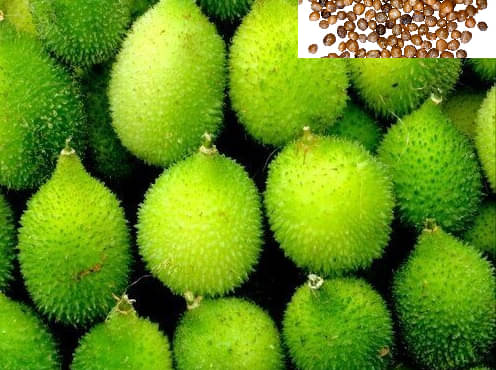     			zello. Hybrid Spiny Gourd Vegetable ( 20 Seeds )