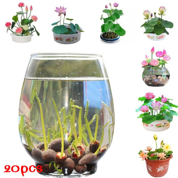 shivam organic seeds Lotus Flower ( 20 Seeds )