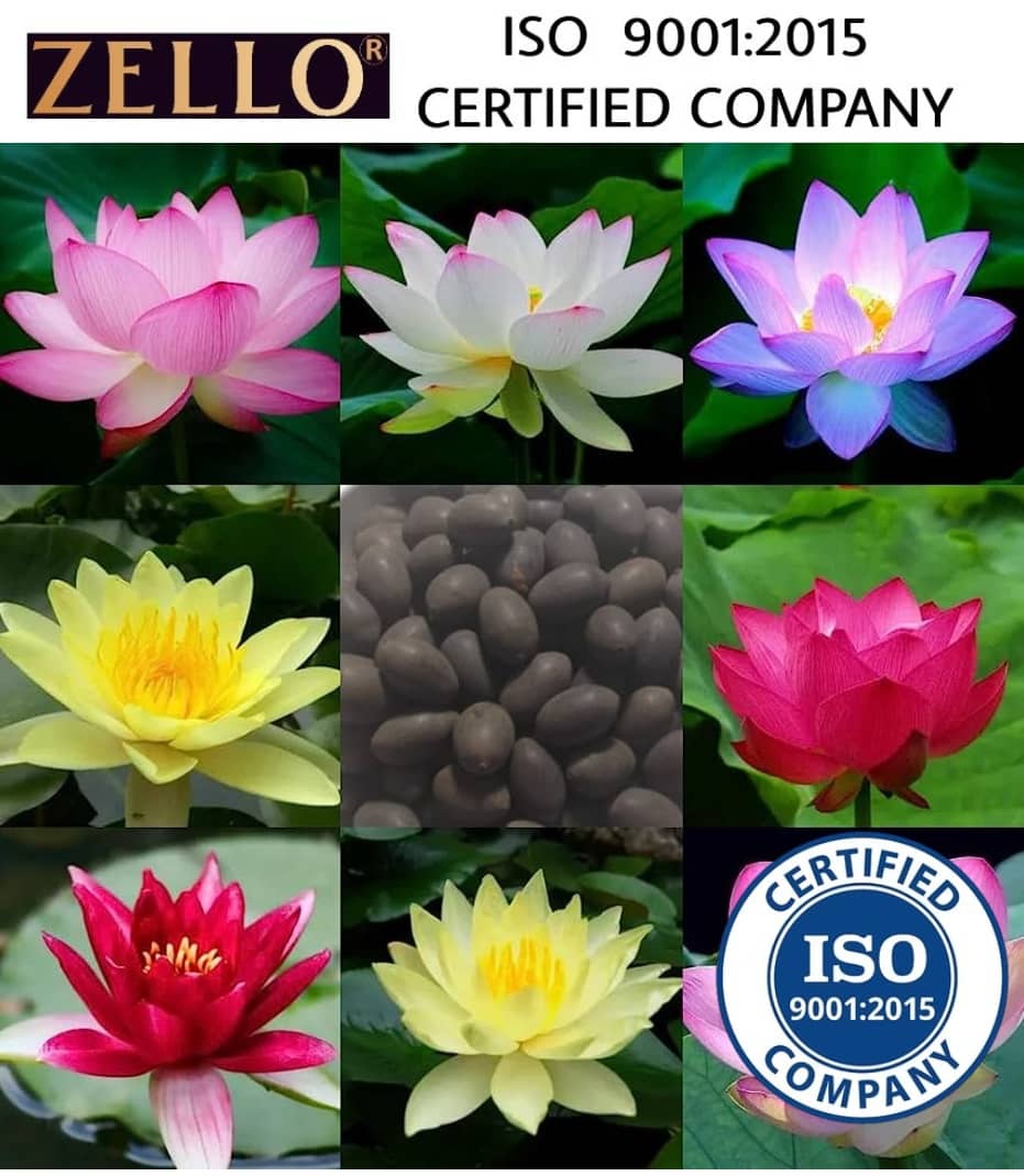 shivam organic seeds Lotus Flower ( 20 Seeds )