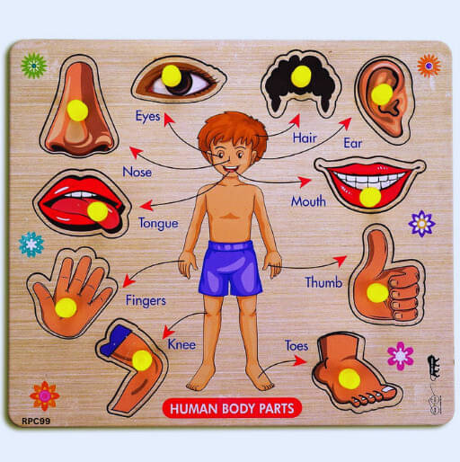     			Activities BodyPart Chart BoardGame LearningPuzzle WoodenToys With Knobs,Kid