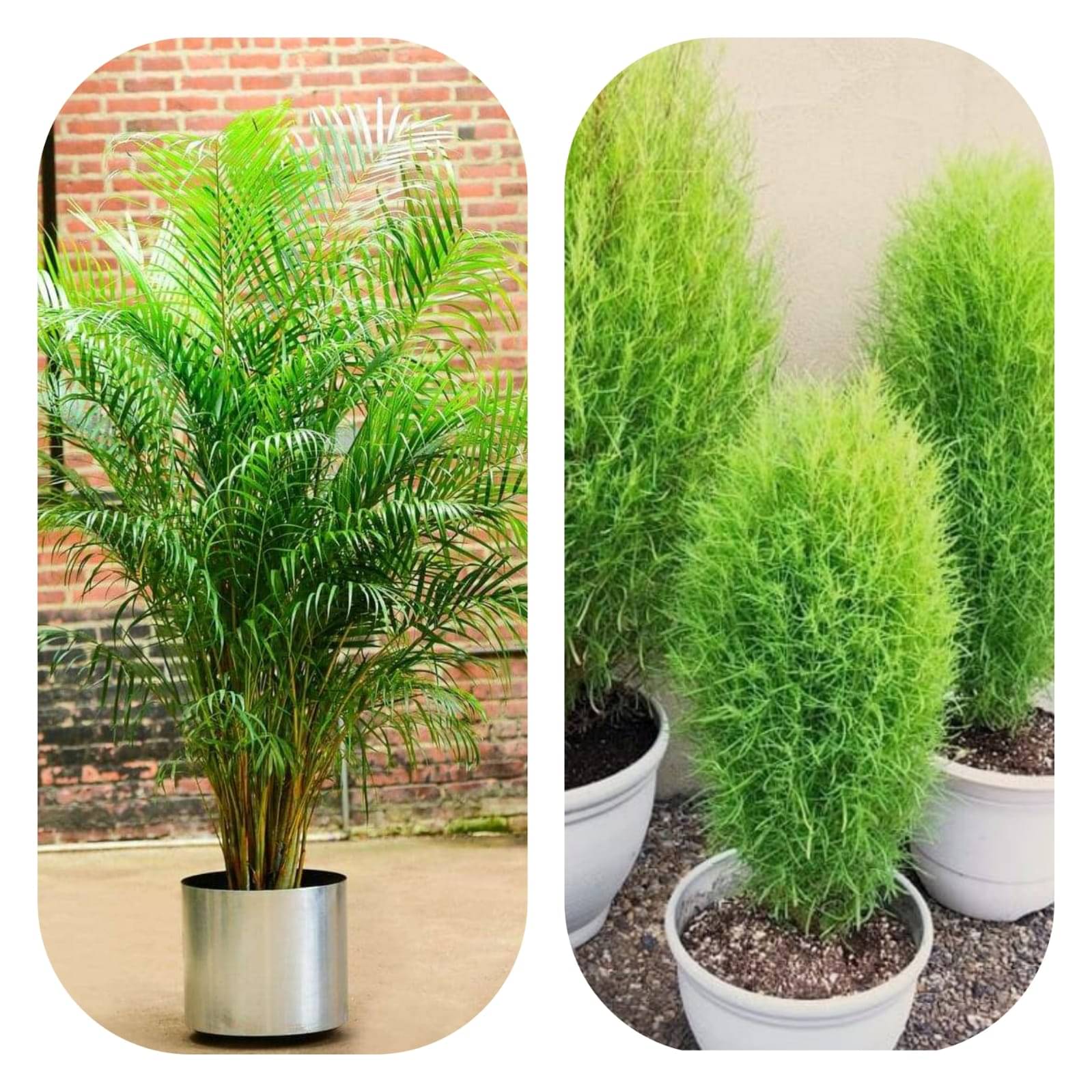     			DECORPLIX Areca palm Plant 2 Varieties ( 100 Seeds )