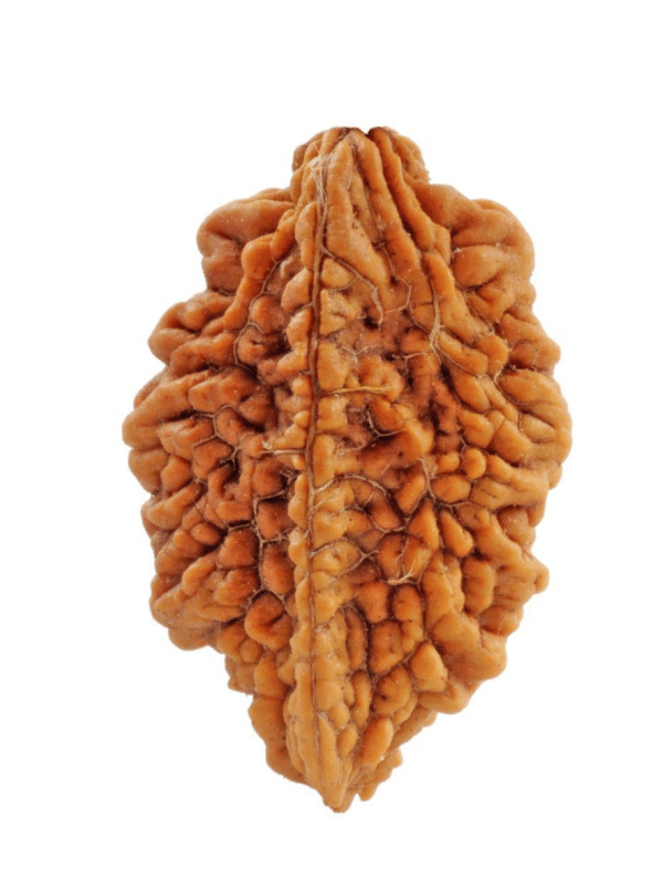     			NAVYAKASH Bead ( Pack of 1 )