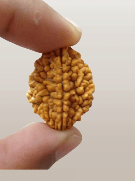 NAVYAKASH CREATIONS Rudraksha Bead ( Pack of 1 ) NAVYAKASH CREATIONS Rudraksha Bead ( Pack of 1 )