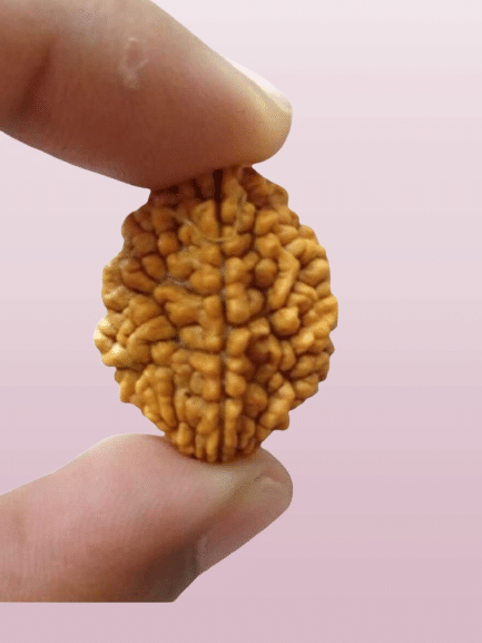 NAVYAKASH CREATIONS Rudraksha Bead ( Pack of 1 ) NAVYAKASH CREATIONS Rudraksha Bead ( Pack of 1 )