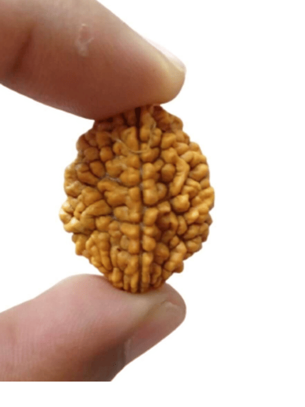 NAVYAKASH CREATIONS Rudraksha Bead ( Pack of 1 ) NAVYAKASH CREATIONS Rudraksha Bead ( Pack of 1 )