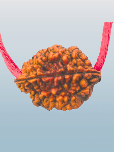 NAVYAKASH CREATIONS Rudraksha Pendant With Thread ( Pack of 1 ) NAVYAKASH CREATIONS Rudraksha Pendant With Thread ( Pack of 1 )