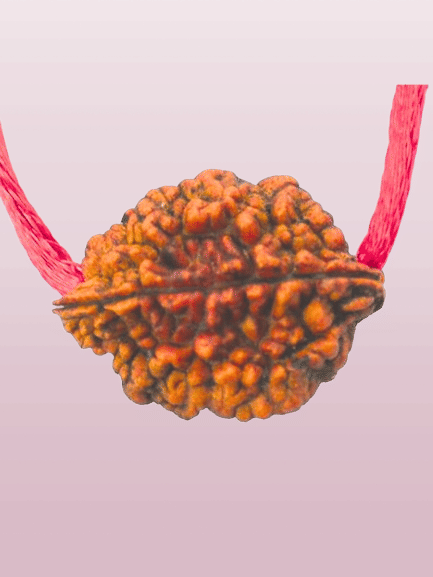 NAVYAKASH CREATIONS Rudraksha Pendant With Thread ( Pack of 1 ) NAVYAKASH CREATIONS Rudraksha Pendant With Thread ( Pack of 1 )