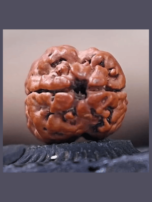     			NAVYAKASH Bead ( Pack of 1 )