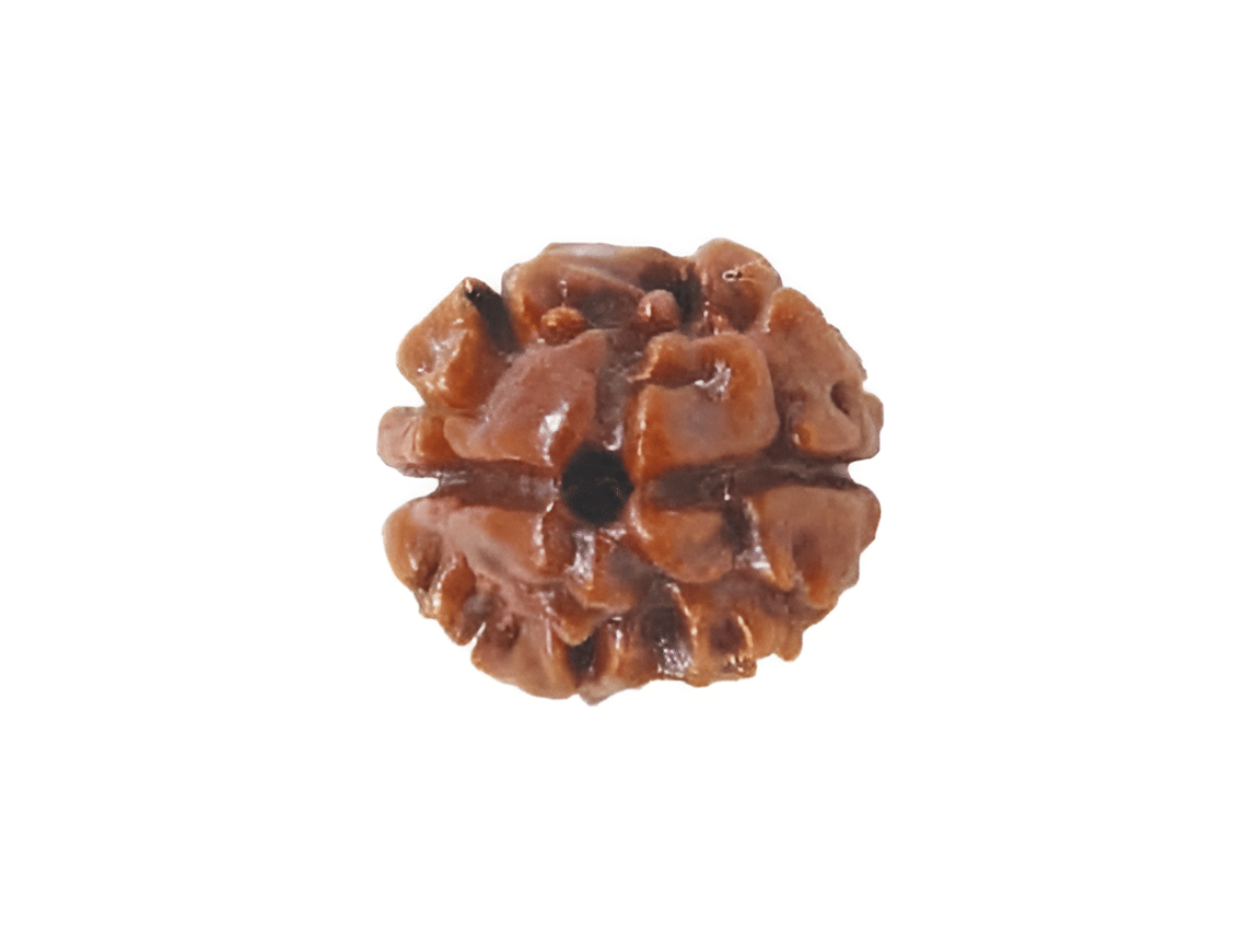     			NAVYAKASH Rudraksha Bead ( Pack of 1 )