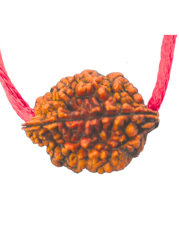     			NAVYAKASH Rudraksha Bead ( Pack of 1 )