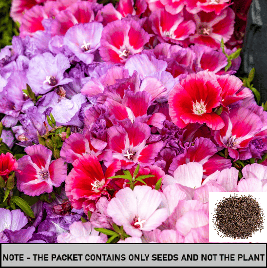     			SEED EVOLUTION Celosia Mixed Flower ( 50 Seeds )