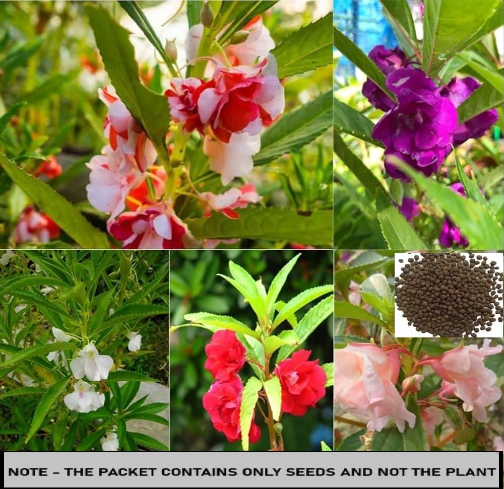     			SEEDS EVOLUTION Balsam Mixed Flower ( 30 Seeds )