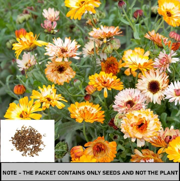     			SEEDS EVOLUTION Calendula Mixed Flower ( 30 Seeds )