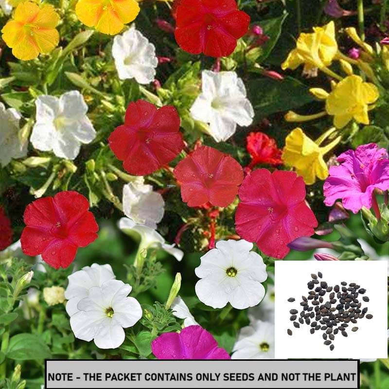     			SEEDS EVOLUTION Indian Chrysanthemum Mixed Flower ( 30 Seeds )