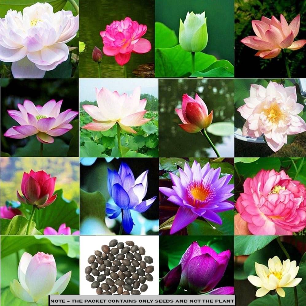     			SEEDS EVOLUTION Lotus Flower 15 Varieties ( 15 Seeds )