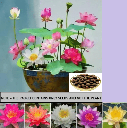     			SEEDS EVOLUTION Lotus Flower ( 5 Seeds )