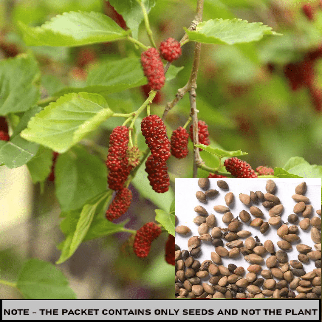     			SEEDS EVOLUTION Mulberryn Sahtooth Fruit ( 20 Seeds )