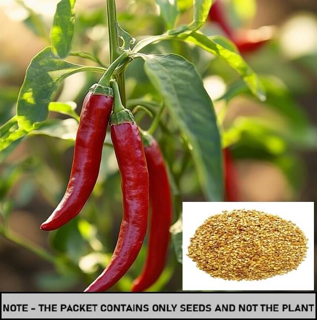     			SEED EVOLUTION Chilli Pepper Vegetable ( 30 Seeds )