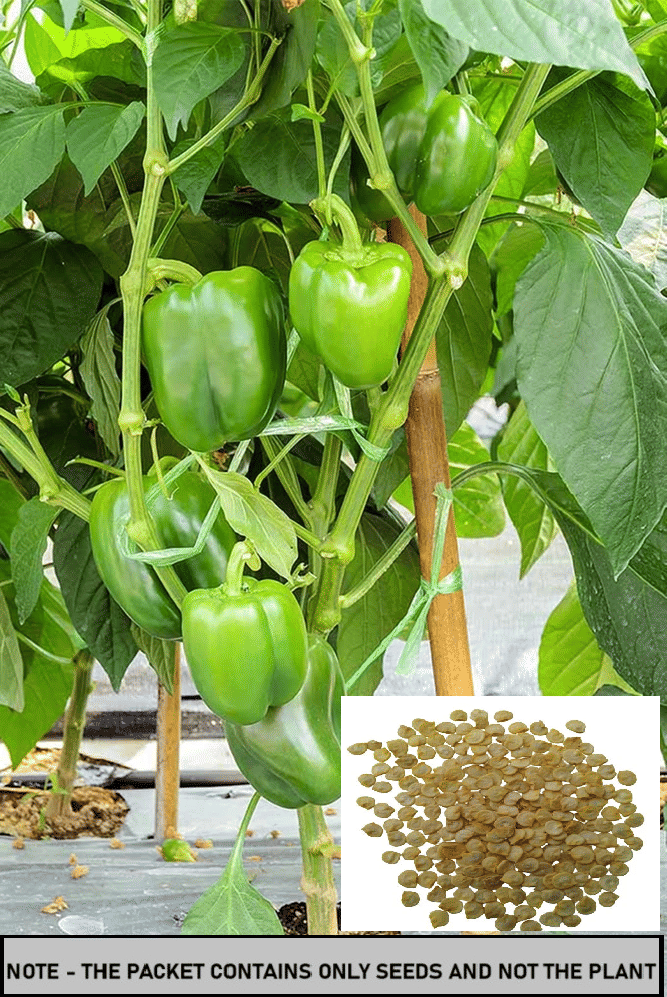    			SEED EVOLUTION Green Capsicum Vegetable ( 30 Seeds )