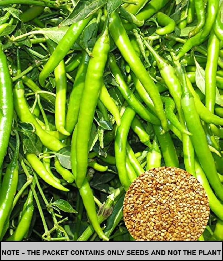     			SEED EVOLUTION Green Chilli Vegetable ( 30 Seeds )