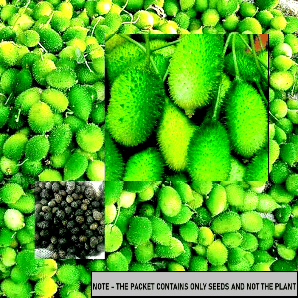     			SEED EVOLUTION Kantola Vegetable ( 20 Seeds )
