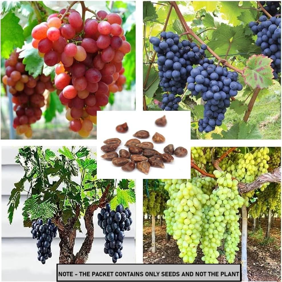     			SEED EVOLUTION Mixed Grape Fruit ( 20 Seeds )