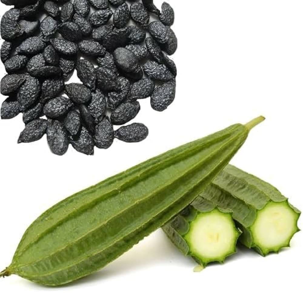     			SEED EVOLUTION Ridge Gourd (Toree) Vegetable ( 20 Seeds )