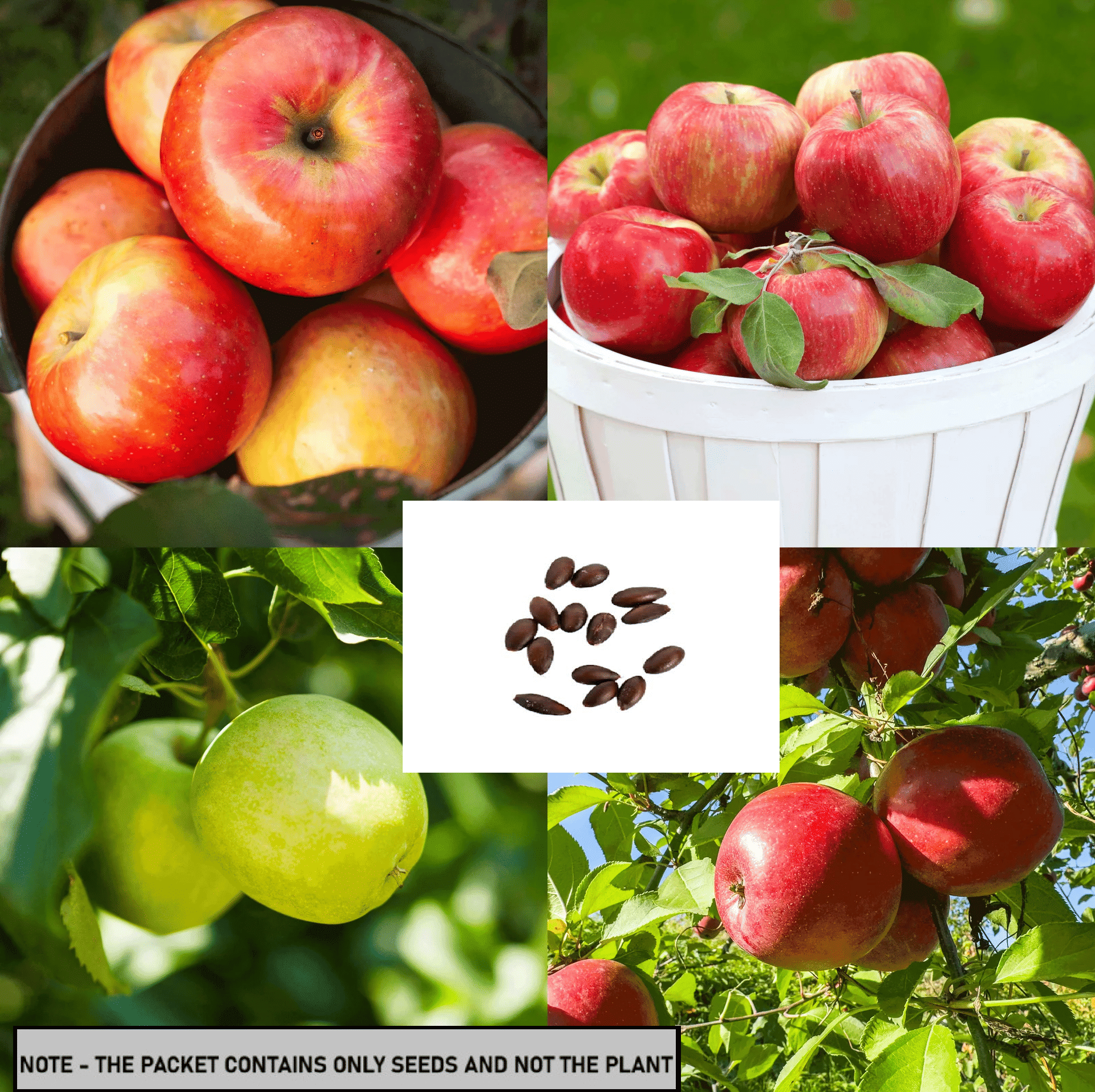 SEEDS EVOLUTION Apple Fruit ( 20 Seeds ) SEEDS EVOLUTION Apple Fruit ( 20 Seeds )