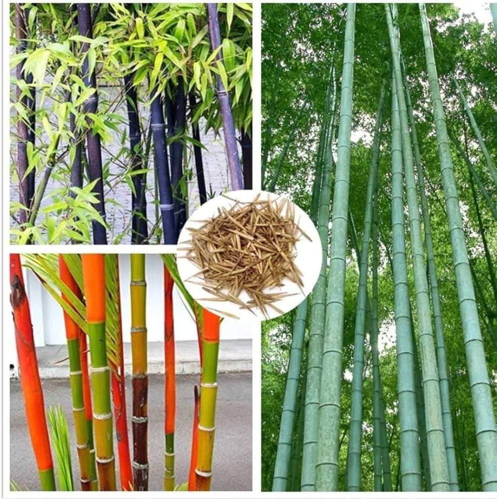     			SEEDS EVOLUTION Bamboo Grass ( 50 Seeds )