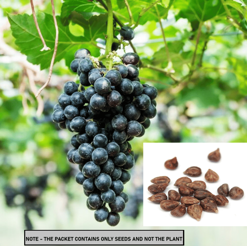 SEEDS EVOLUTION Black Grape Fruit ( 20 Seeds ) SEEDS EVOLUTION Black Grape Fruit ( 20 Seeds )