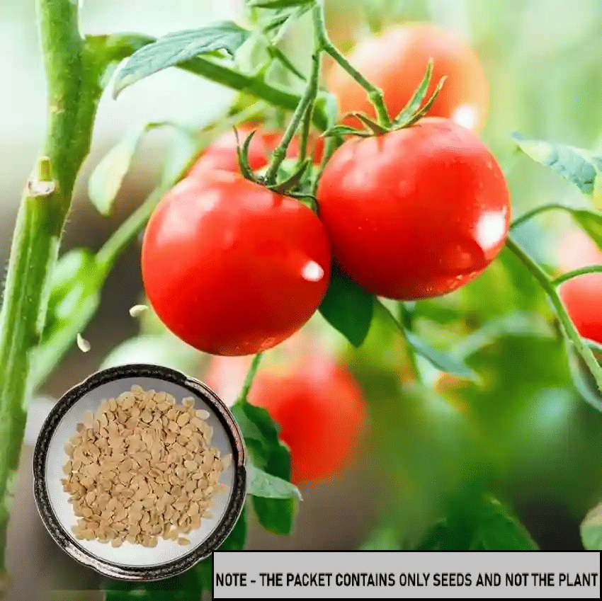     			SEEDS EVOLUTION Hybrid Tomato Vegetable ( 50 Seeds )