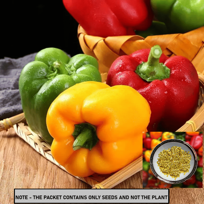 SEEDS EVOLUTION Mixed Capsicum Vegetable ( 30 Seeds ) SEEDS EVOLUTION Mixed Capsicum Vegetable ( 30 Seeds )