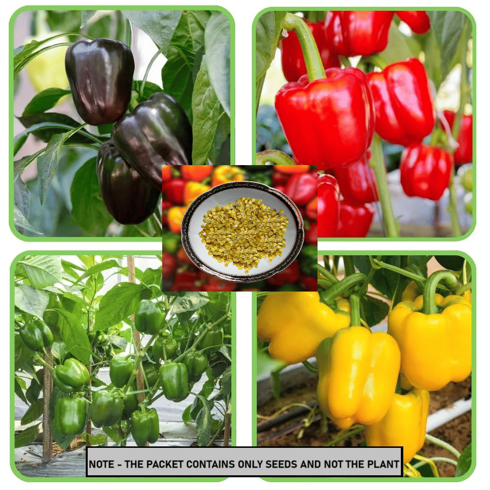 SEEDS EVOLUTION Mixed Capsicum Vegetable ( 30 Seeds ) SEEDS EVOLUTION Mixed Capsicum Vegetable ( 30 Seeds )