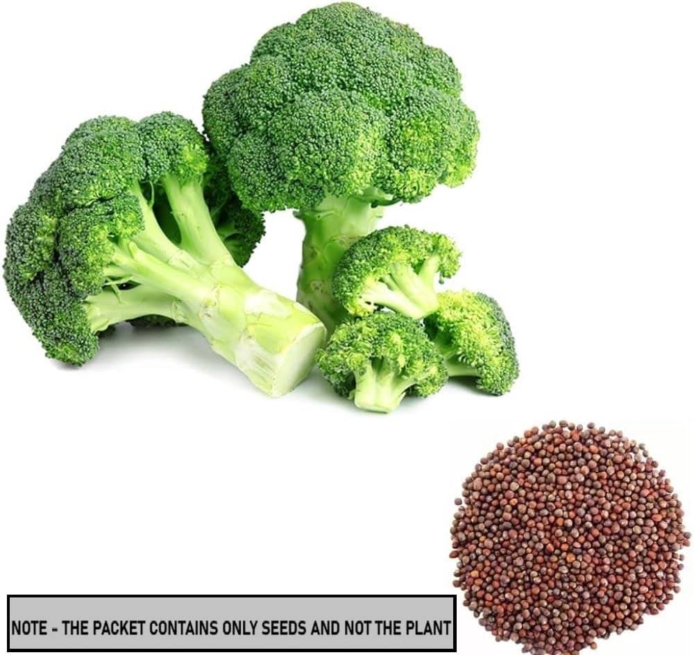     			SEEDS EVOLUTION Organic Broccoli Vegetable ( 50 Seeds )