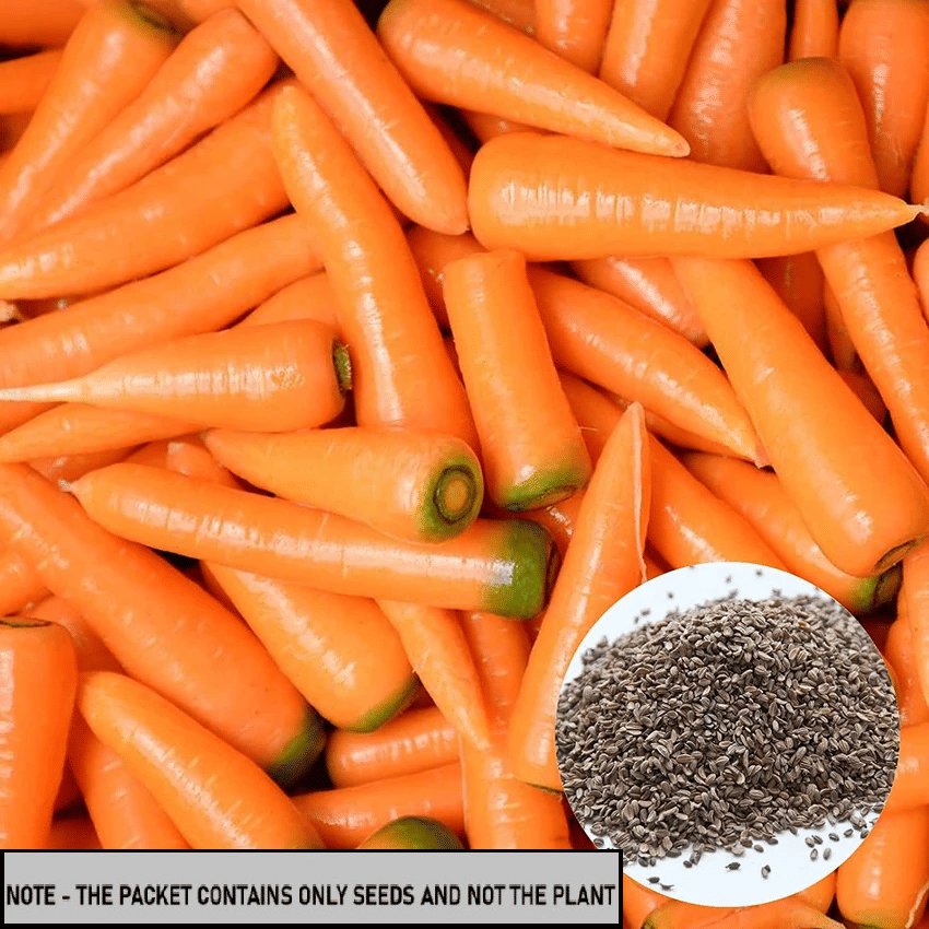 SEEDS EVOLUTION Organic Carrot Vegetable ( 100 Seeds ) SEEDS EVOLUTION Organic Carrot Vegetable ( 100 Seeds )