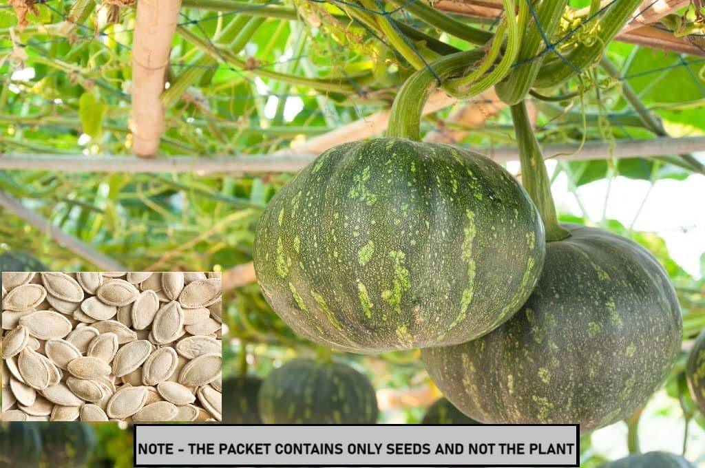 SEEDS EVOLUTION Pumpkin Big Vegetable ( 10 Seeds ) SEEDS EVOLUTION Pumpkin Big Vegetable ( 10 Seeds )