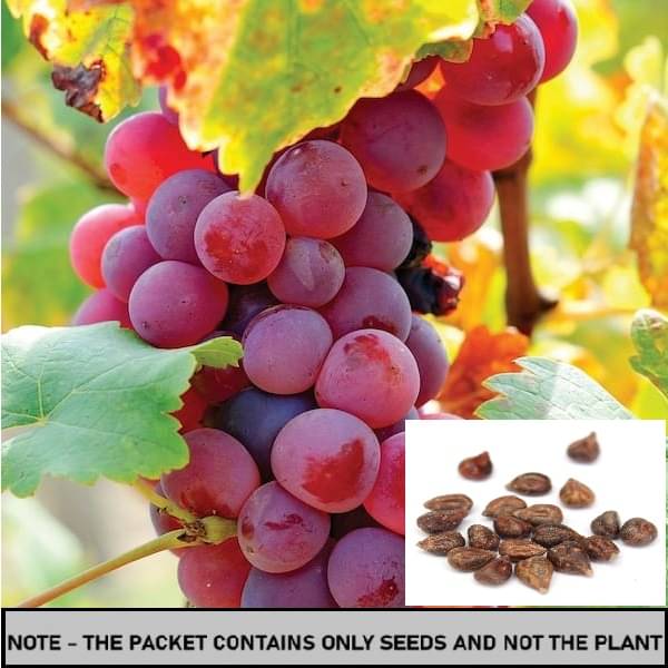 SEEDS EVOLUTION Red Grape Fruit ( 20 Seeds ) SEEDS EVOLUTION Red Grape Fruit ( 20 Seeds )