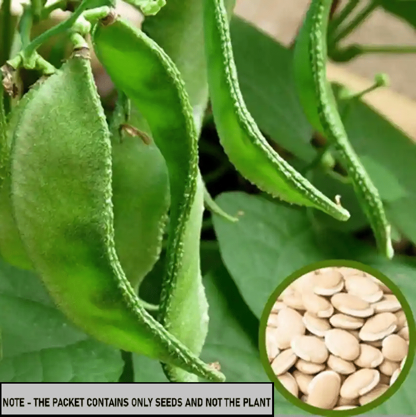 SEEDS EVOLUTION Sem Phali Vegetable ( 20 Seeds ) SEEDS EVOLUTION Sem Phali Vegetable ( 20 Seeds )