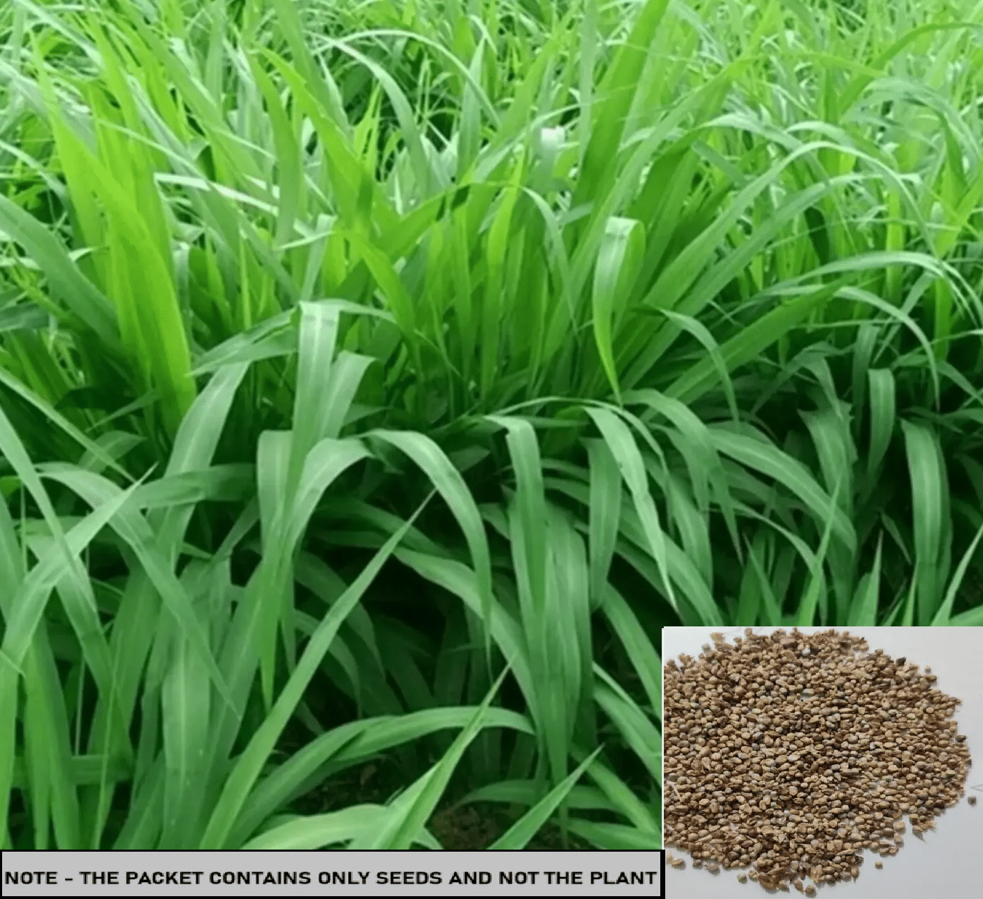 SEEDS EVOLUTION Super Napier Grass Grass ( 500 Seeds ) SEEDS EVOLUTION Super Napier Grass Grass ( 500 Seeds )