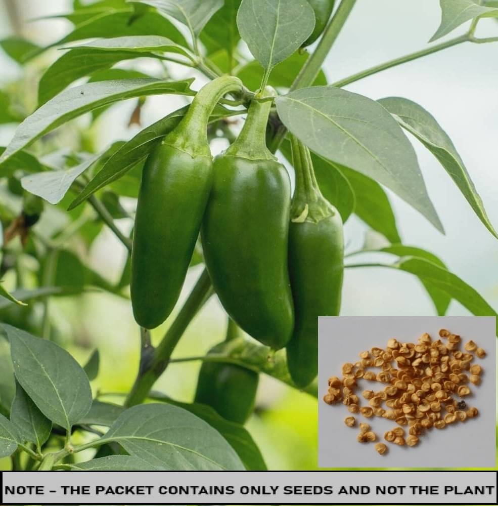    			SEED EVOLUTION Chilli Flakes Vegetable ( 30 Seeds )