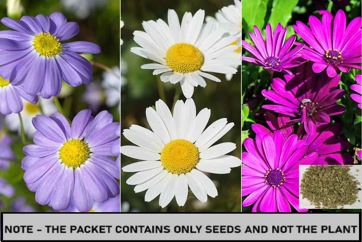 SEED EVOLUTION Daisy Mixed Flower ( 50 Seeds ) SEED EVOLUTION Daisy Mixed Flower ( 50 Seeds )
