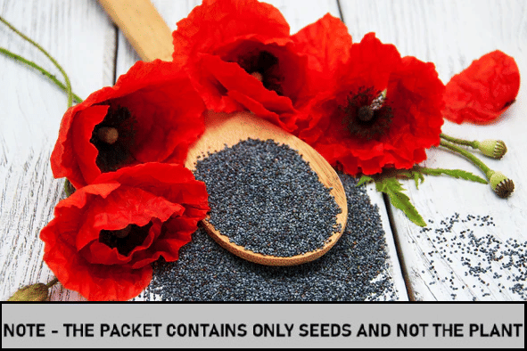     			SEED EVOLUTION Flanders Poppy Flower ( 100 Seeds )