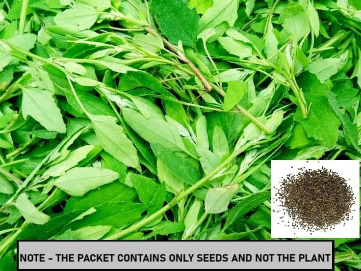     			SEED EVOLUTION Green Parsley Vegetable ( 100 Seeds )