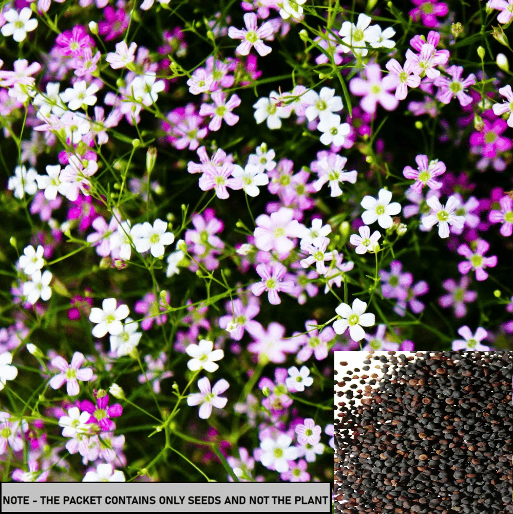 SEED EVOLUTION Gypsophila Mixed Flower ( 30 Seeds ) SEED EVOLUTION Gypsophila Mixed Flower ( 30 Seeds )