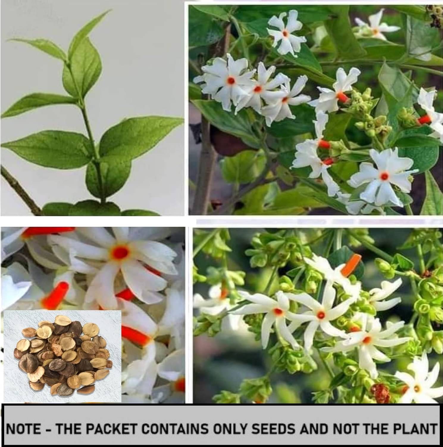 SEED EVOLUTION Harsingar Flower ( 20 Seeds ) SEED EVOLUTION Harsingar Flower ( 20 Seeds )