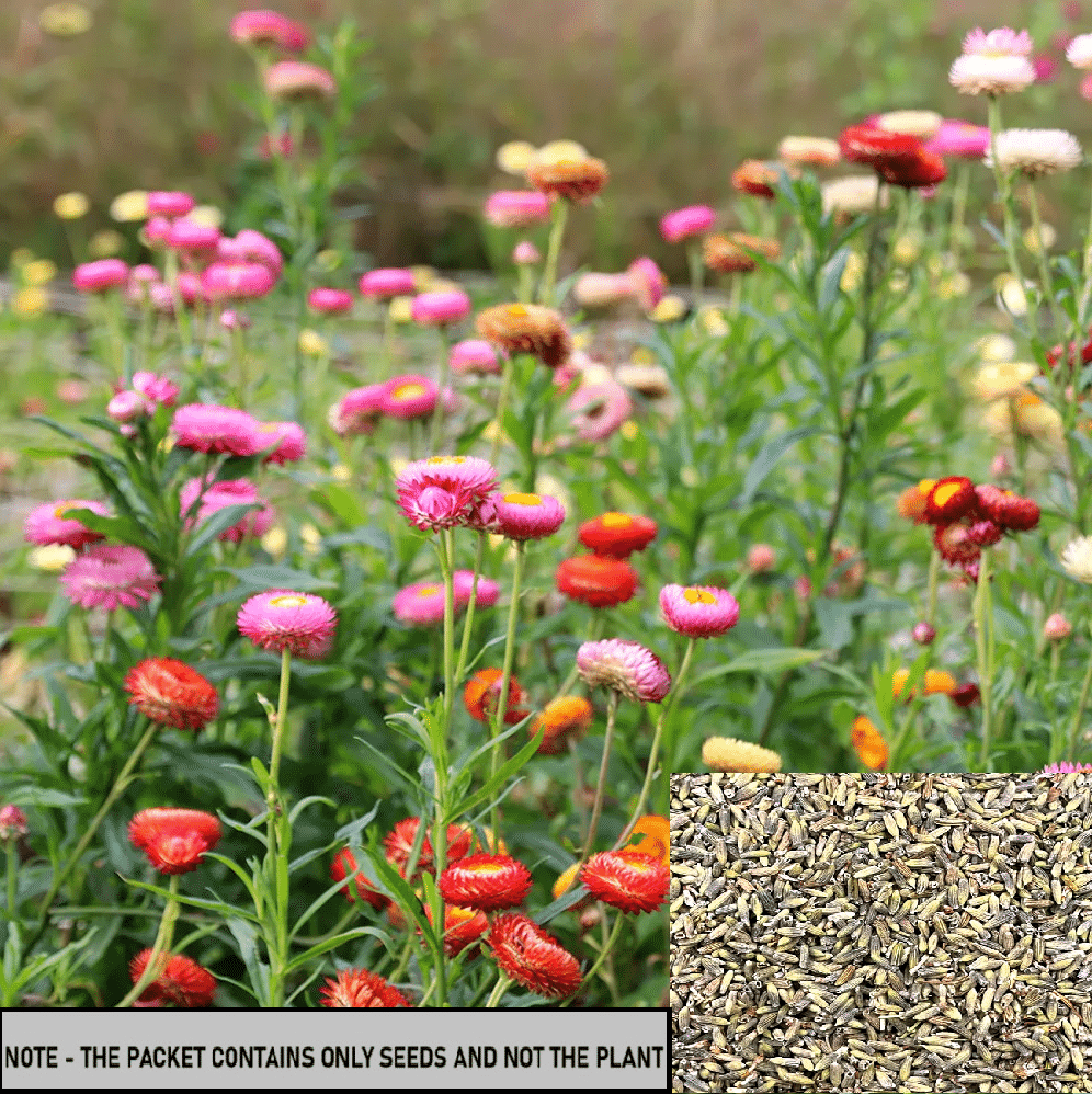 SEED EVOLUTION Helichrysum Flower ( 30 Seeds ) SEED EVOLUTION Helichrysum Flower ( 30 Seeds )